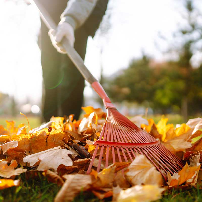 raking fallen autumn leaves