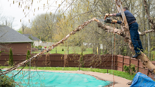 A man in a tree cuts down branches by a pool.