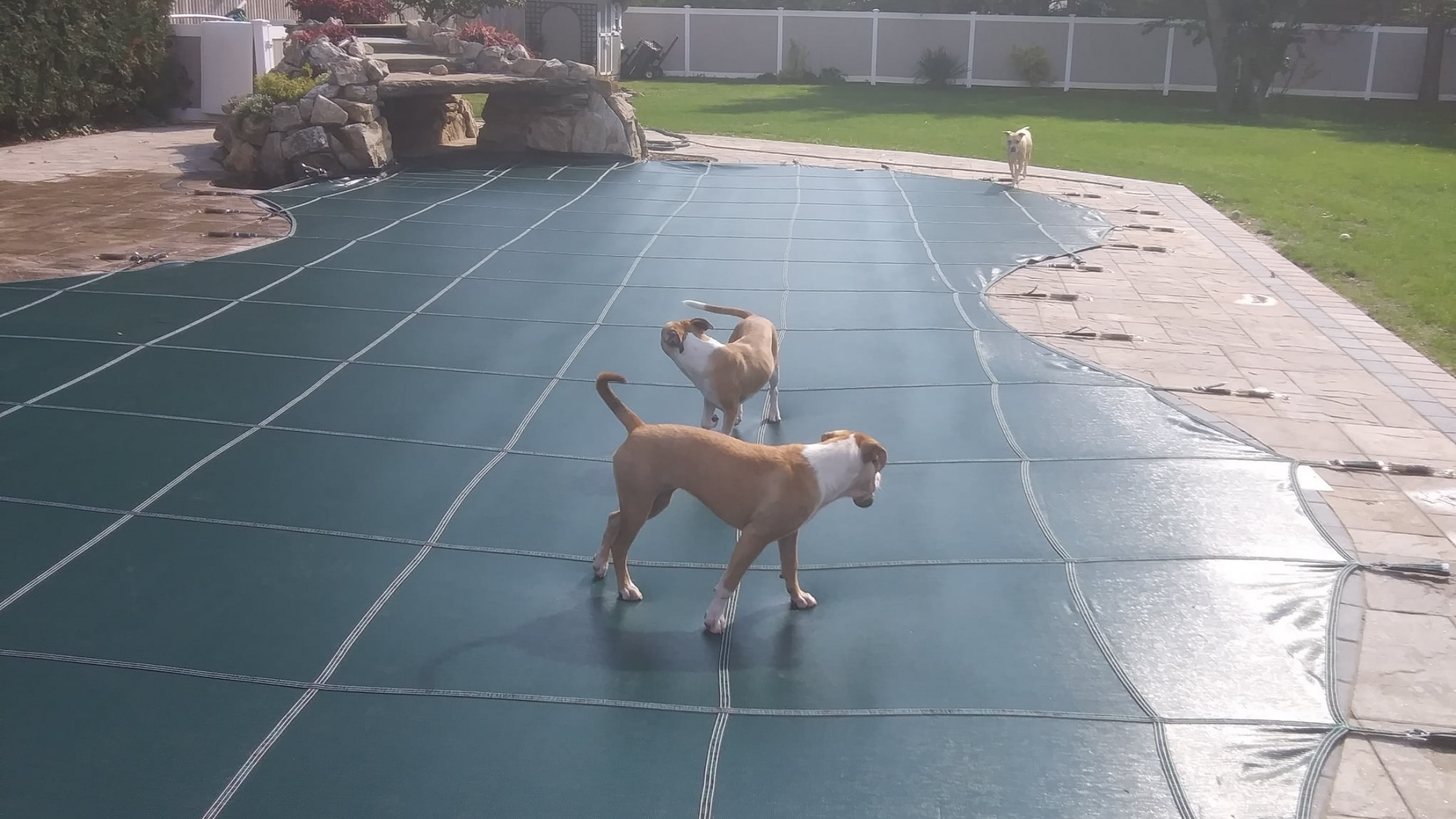 Dogs walking on pool cover